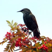 Скворушка. :: nadyasilyuk Вознюк