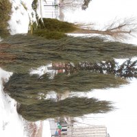 март :: Елена Шаламова