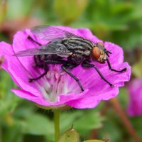 Релакс на цветке :: Александр Ковальчук