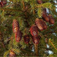 Шишки еловые :: Валентина Надсон Шишки еловые :: Валентина Надсон