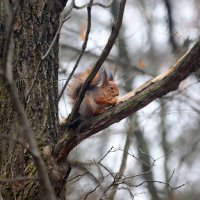 В парке :: Андрей Л. В.