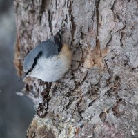 Поползень :: Виктор Иванович Чернюк