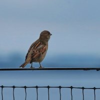 Куда ж ты, милый? :: Татьяна Бравая Куда ж ты, милый? :: Татьяна Бравая