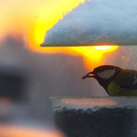 Семечки !.. :: Юрий Куликов