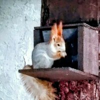 Белка. :: Михаил Столяров