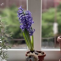 С годом лошадки :: Лена -