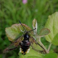 *** :: Зоя Мишина