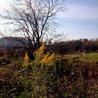 Поляна по дороге на Орлиные скалы :: Tata Wolf