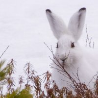 Заяц беляк :: Виктория 