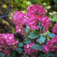 Гортензия осенняя. :: Лилия *