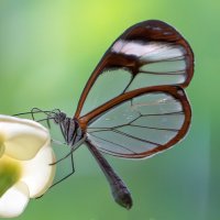 *** :: Viktor Makarov