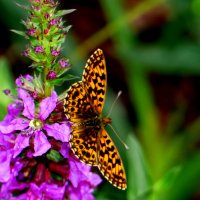 опять про бабочек...222 :: Александр Прокудин