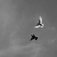 Лето. Деревня. Голубки. :: Надежда 