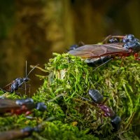 Европейский муравей-древоточец :: Aleksey Afonin