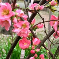 Яркая весна :: Георгиевич 