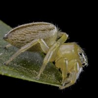 Белый каракурт :: Aleksey Afonin