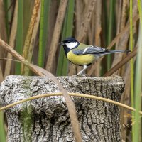 Большая синица. :: Alexander Amromin