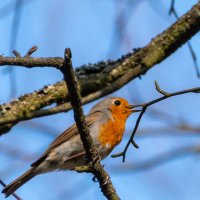 Малиновка :: Владимир Лазарев