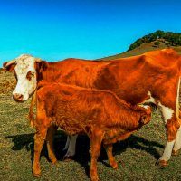 *** :: Aleksey Afonin