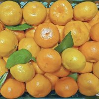 А вы запаслись мандаринами? :: Валерий Иванович