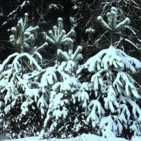 Красавицы :: Людмила Смородинская