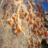 Морозно :: Елена Семигина