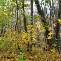 Ашманн парк, Калининград :: Рита Симонова