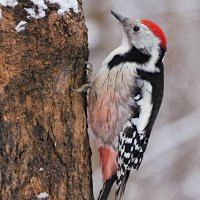 Средний пёстрый дятел :: Лина 