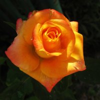 Флорибунда :: Валентин Семчишин