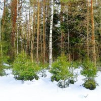 новогодние елочки :: Владимир 