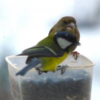 Вполне мирные они - животные :) :: Юрий Куликов