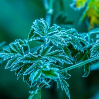 И первое зимы дыханье. :: Lucy Schneider 