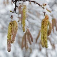 Здравствуй Зима....Фундук...первый снег...24.12.25. :: Надежда Куркина 