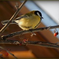 СИНИЧКА :: Валентина Надсон