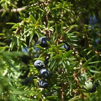 Можжевельник :: Freddy 97