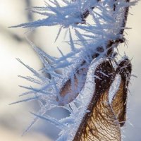 ДЕКАБРЬ... :: Валерий Кокорев