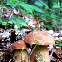 Белый гриб :: Валерий 