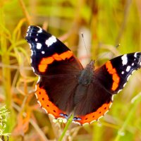 опять про бабочек...226 :: Александр Прокудин