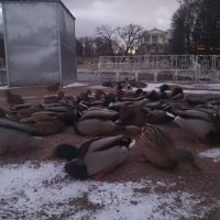 Утки :: Сапсан 