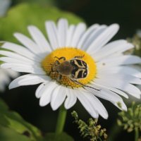 Лето 2025. Июль :: Наталья Герасимова