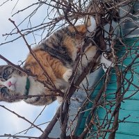 Почти как птица :: Марина 