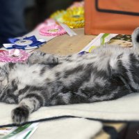 Пофигист... :: Светлана Ищенко