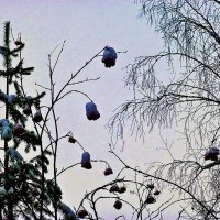 Декабрь...Одинокая рябина в сквере! :: Владимир 