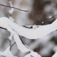 Снежное животное :: Любовь Сахарова