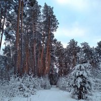 В зимнем лесу :: Любовь Сахарова