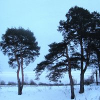 Сосны зимой :: Людмила Смородинская