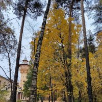 Короткая, но дивная пора. :: Ольга 