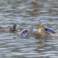 догонялки. :: юрий макаров