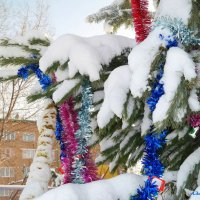 Наша ёлка во дворе в ожидании праздника.. :: Андрей Заломленков