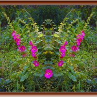 Цветение :: Владимир Кроливец